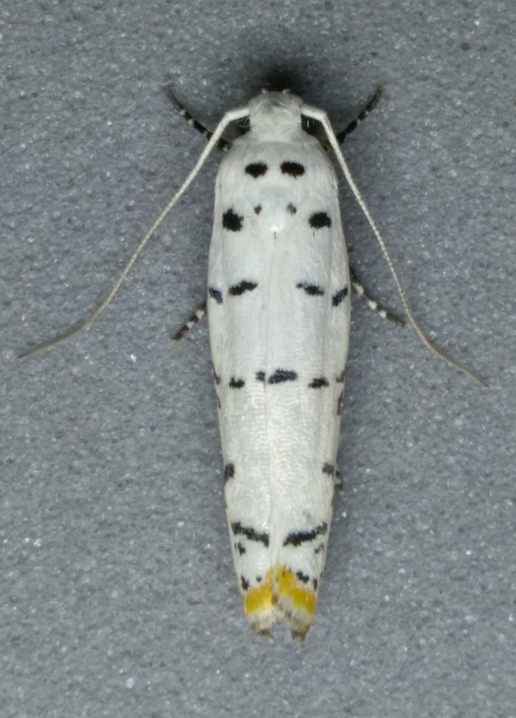 Ethmia davisella