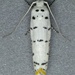 Ethmia davisella - Photo (c) Pedro Alanis, some rights reserved (CC BY-NC), uploaded by Pedro Alanis