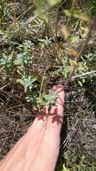 Odontarrhena muralis