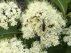 Trachysida mutabilis