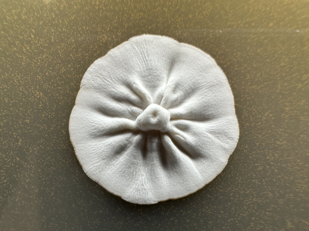 Trichomonascaceae