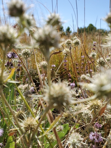 Image of Eryngium petiolatum by no rights reserved