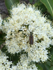 Trachysida mutabilis