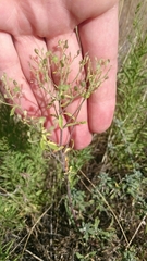 Odontarrhena muralis