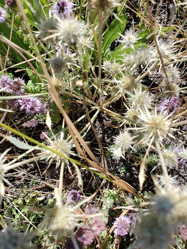 Image of Eryngium petiolatum by no rights reserved