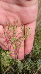 Odontarrhena muralis