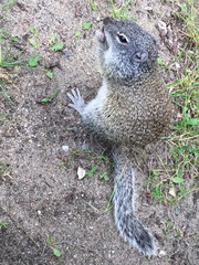 Poliocitellus franklinii