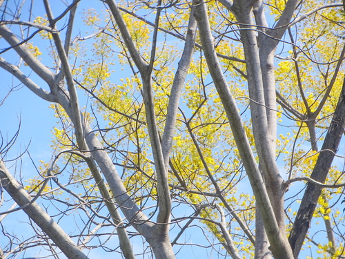 Image of Brazilian Firetree (Schizolobium parahyba) by (c) Alexis López Hernández, some rights reserved (CC BY)