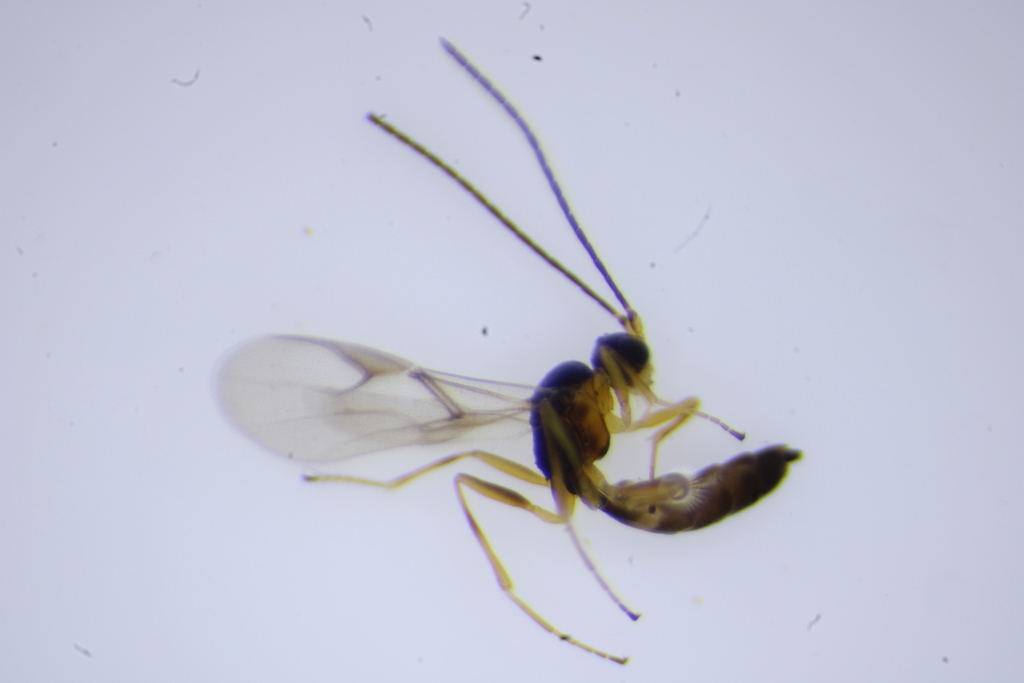 Aphidius banksae