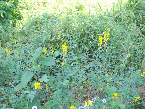 Crotalaria longirostrata, photograph 3