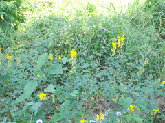 Crotalaria longirostrata, photograph (c) Alexis López Hernández, some rights reserved (CC BY)