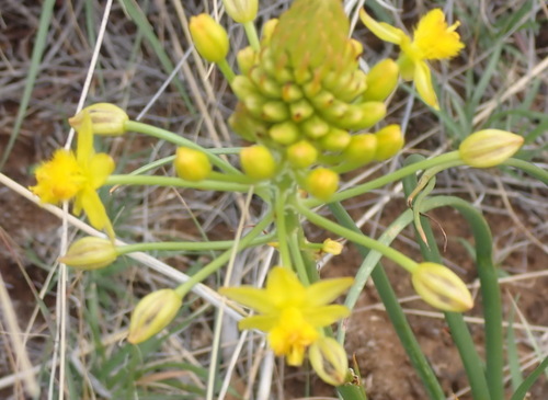 Bulbine abyssinica