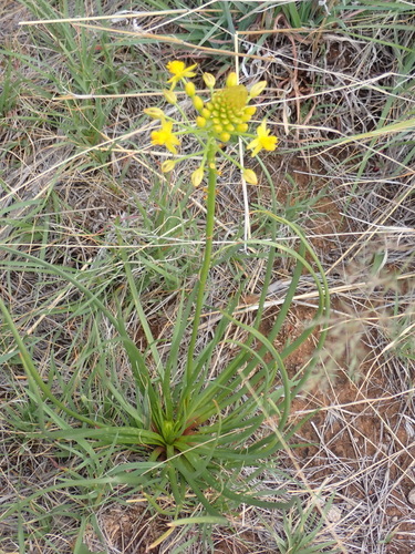 Bulbine abyssinica