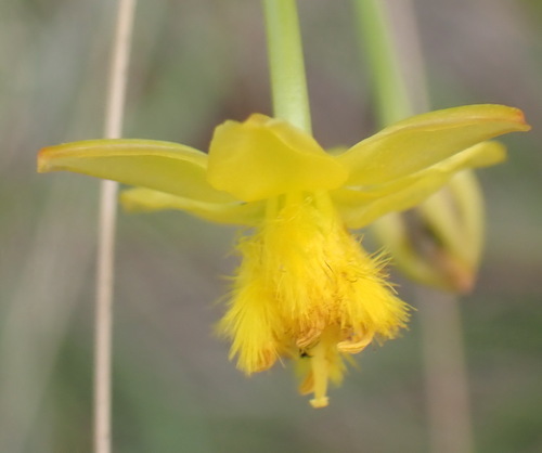 Bulbine abyssinica