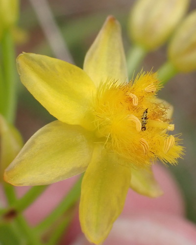 Bulbine abyssinica