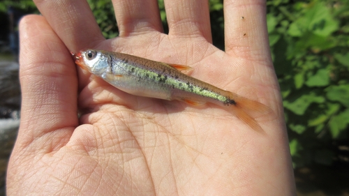 Redlip Shiner
