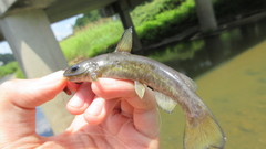 Ameiurus brunneus