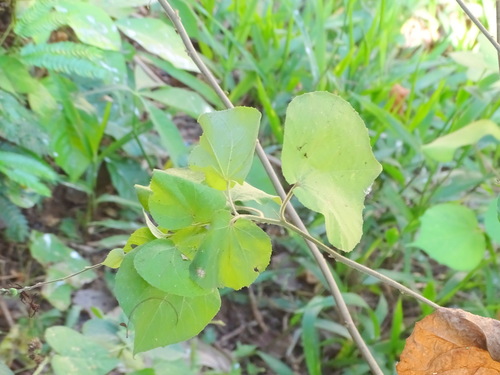 Image of Wissadula contracta by (c) Alexis López Hernández, some rights reserved (CC BY)