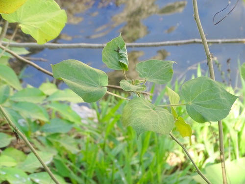 Image of Wissadula contracta by (c) Alexis López Hernández, some rights reserved (CC BY)