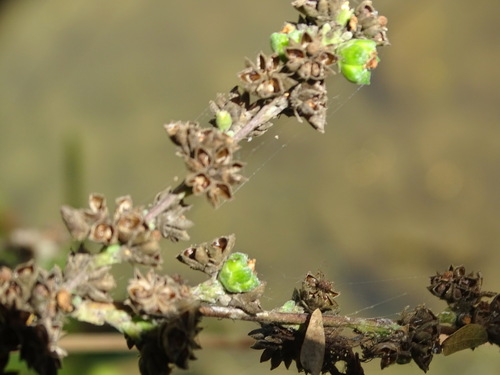 Image of Wissadula contracta by (c) Alexis López Hernández, some rights reserved (CC BY)
