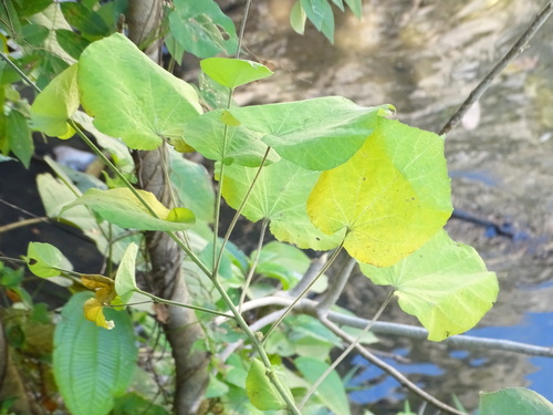 Image of Wissadula contracta by (c) Alexis López Hernández, some rights reserved (CC BY)