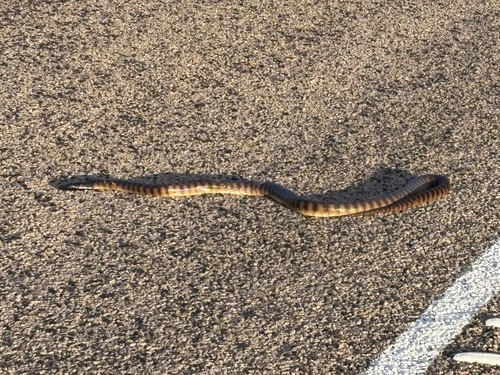 Black-headed Python sighting