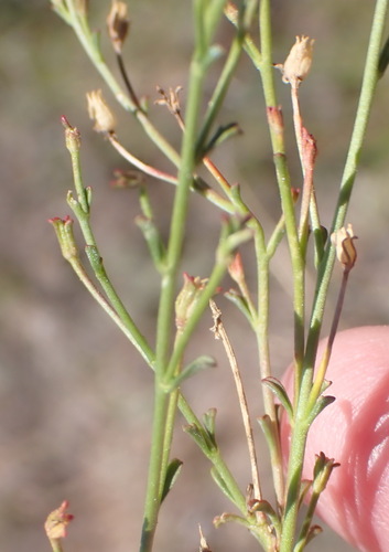 Image of Jamesbrittenia tysonii by (c) Nicola van Berkel, some rights reserved (CC BY-SA)
