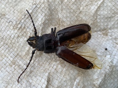 Mallodon dasystomus