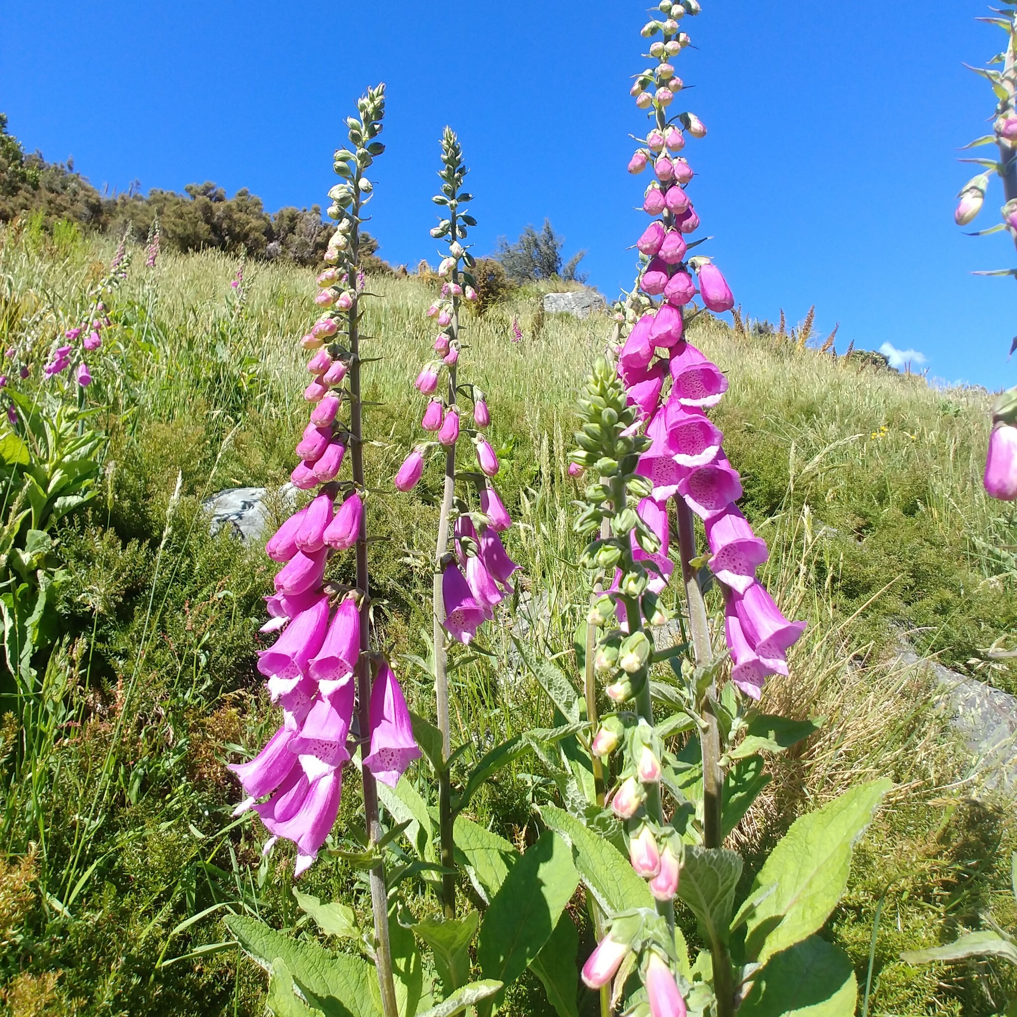 dedaleira (Digitalis purpurea) · BioDiversity4All, image size:2048x2048
