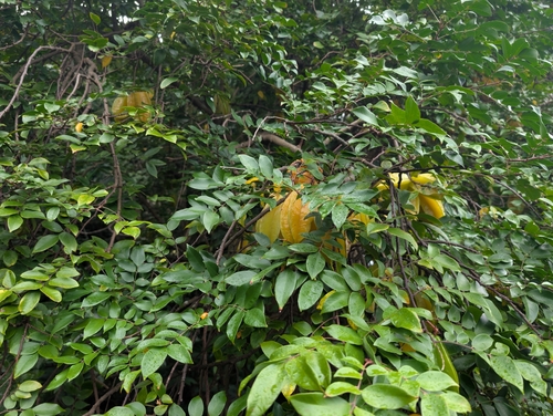 Averrhoa carambola
