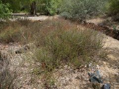 Eriogonum fasciculatum foliolosum