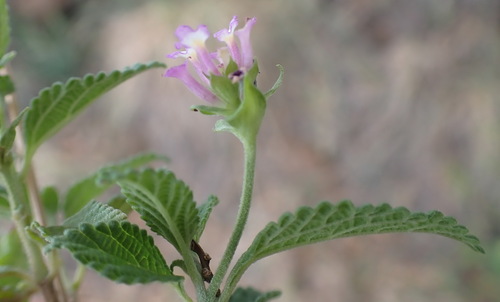 Image of Lantana rugosa by (c) Nicola van Berkel, some rights reserved (CC BY-SA)