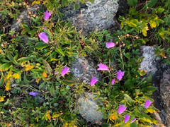Campanula intercedens