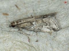 Alpheias transferens