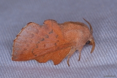 Phyllodesma tremulifolia