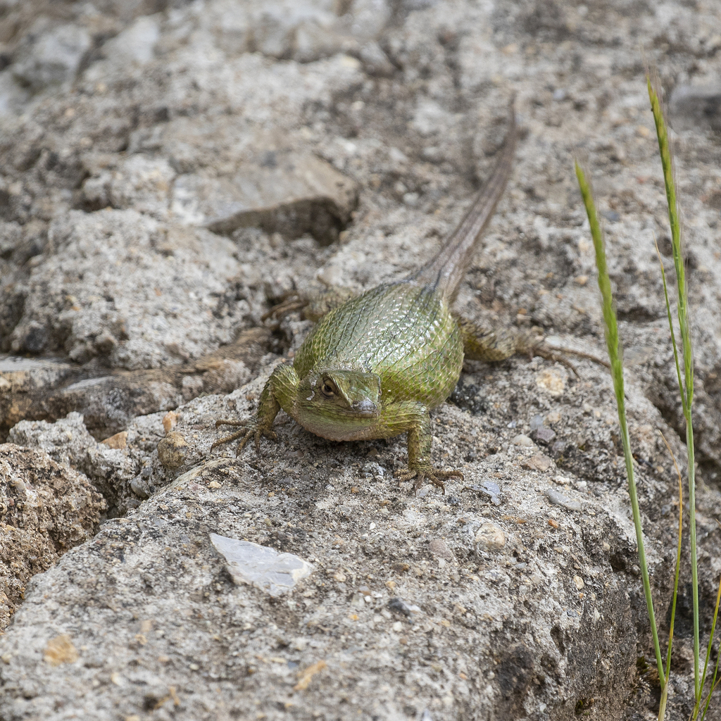 Tanner's Spiny Lizard