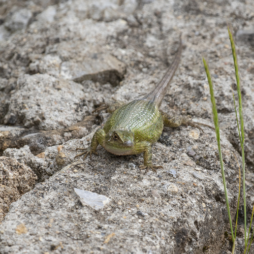 Tanner's Spiny Lizard, Sceloporus tanneri