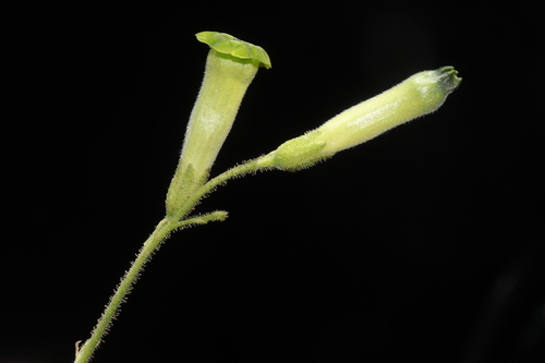 Nicotiana knightiana, photograph 3