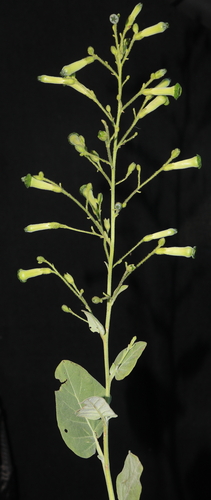 Nicotiana knightiana, photograph 2