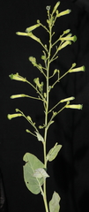 Nicotiana knightiana, photograph Paúl Gonzáles, CC BY, iNaturalist via GBIF