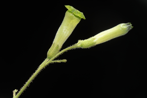 Nicotiana knightiana, photograph 4