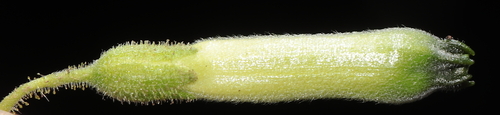 Nicotiana knightiana, photograph 5