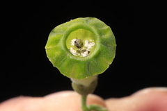 Nicotiana knightiana, photograph Paúl Gonzáles, CC BY, iNaturalist via GBIF