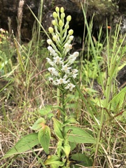 Habenaria monorrhiza
