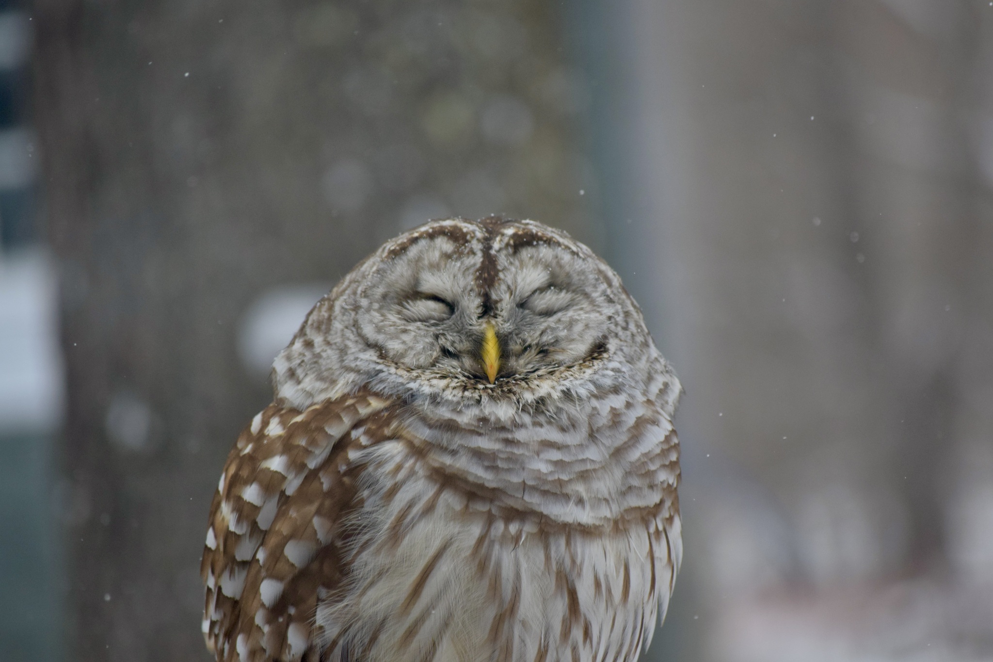 Barred Owl (Strix varia)