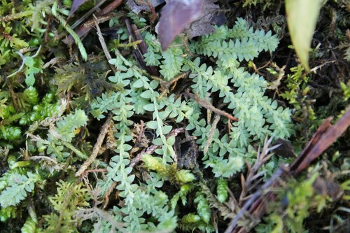 Image of Selaginella apoda by (c) Dominic, some rights reserved (CC BY)