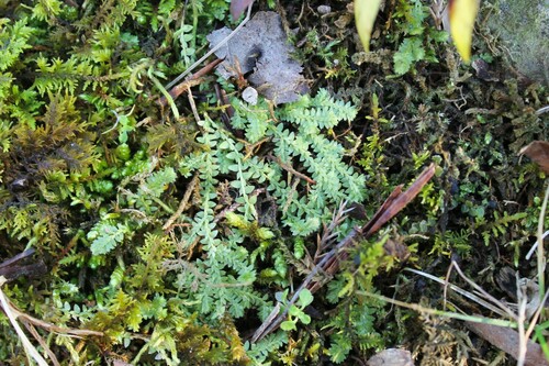 Image of Selaginella apoda by (c) Dominic, some rights reserved (CC BY)