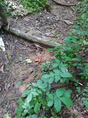 Agrimonia rostellata