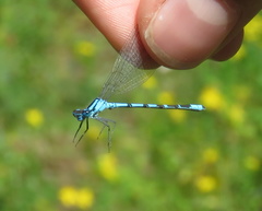 Enallagma boreale