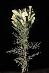 Malesherbia angustisecta (Malesherbia angustisecta)
